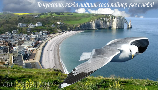 Чайка.jpg